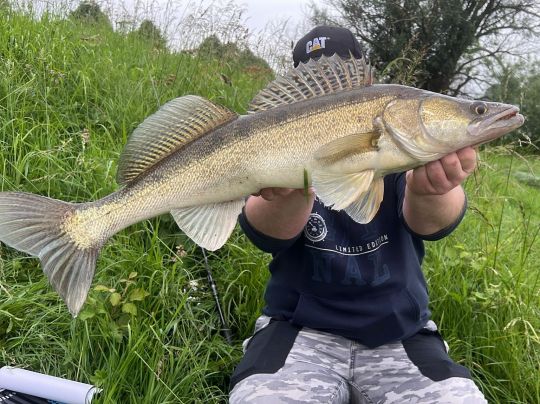 Zander