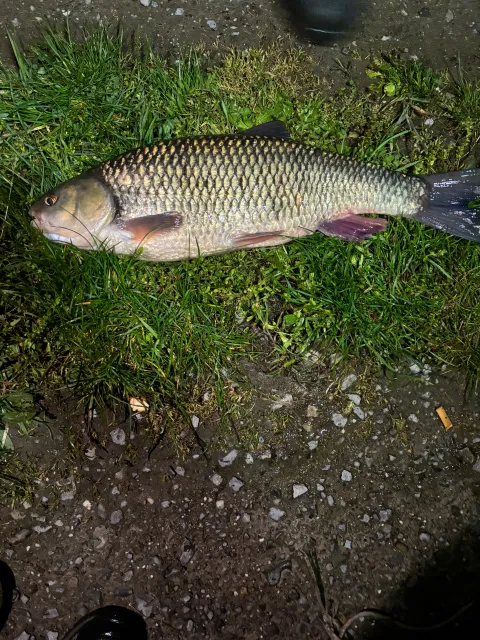 Döbel
