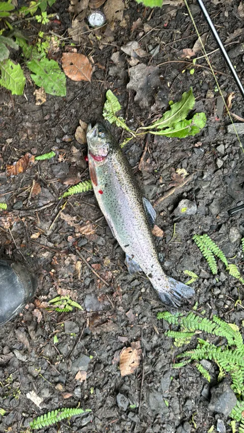 Regenbogenforelle