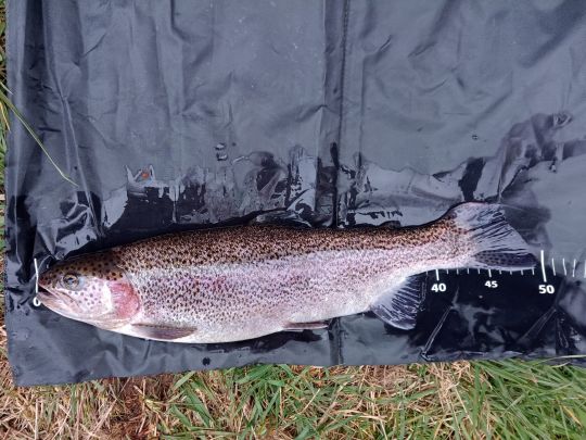 Regenbogenforelle