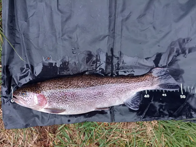 Regenbogenforelle