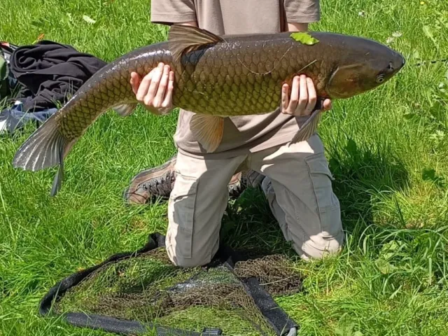 Graskarpfen