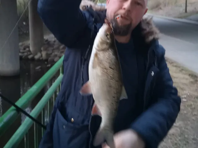 Döbel