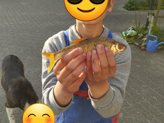 Rotauge