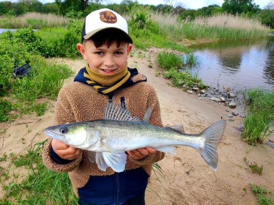 Zander