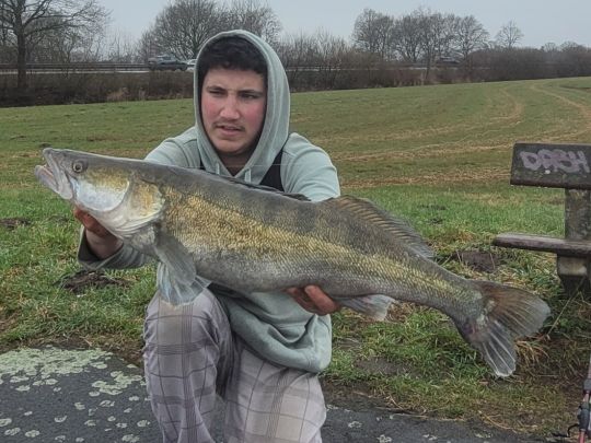 Zander