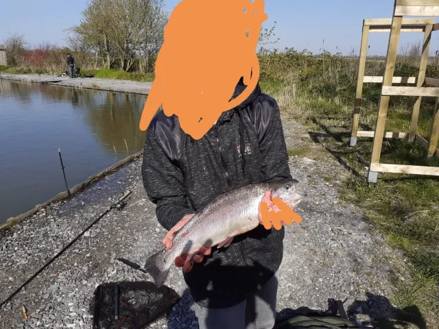 Regenbogenforelle