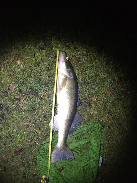 Zander