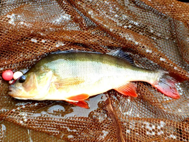 Flussbarsch
