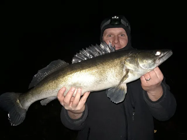 Zander