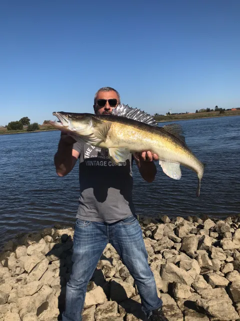Zander