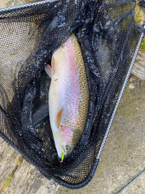 Regenbogenforelle
