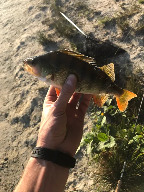 Flussbarsch