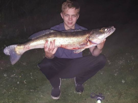 Zander