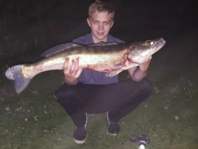 Zander