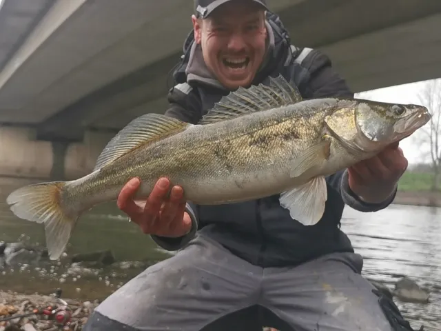 Zander