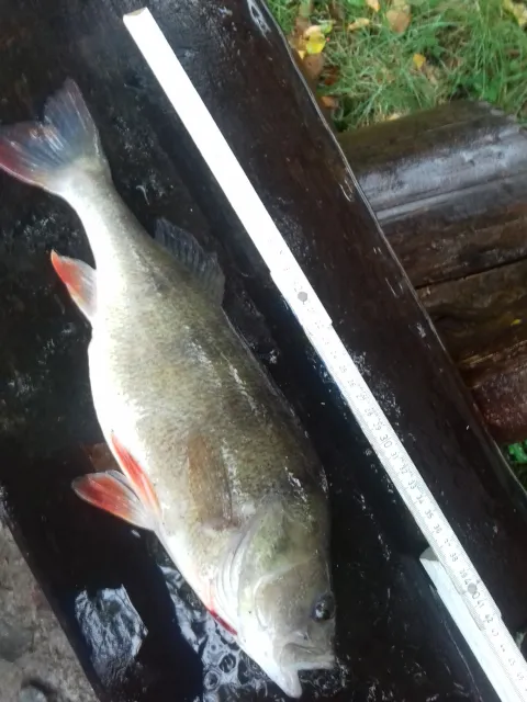 Flussbarsch
