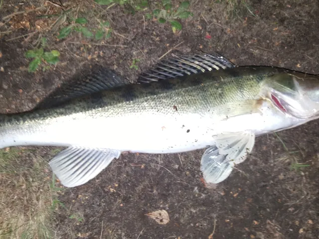 Zander