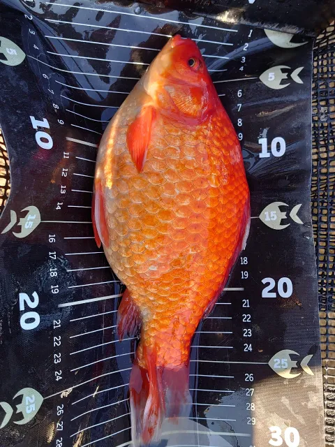 Goldfisch