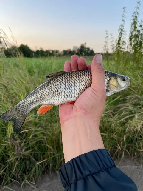 Döbel