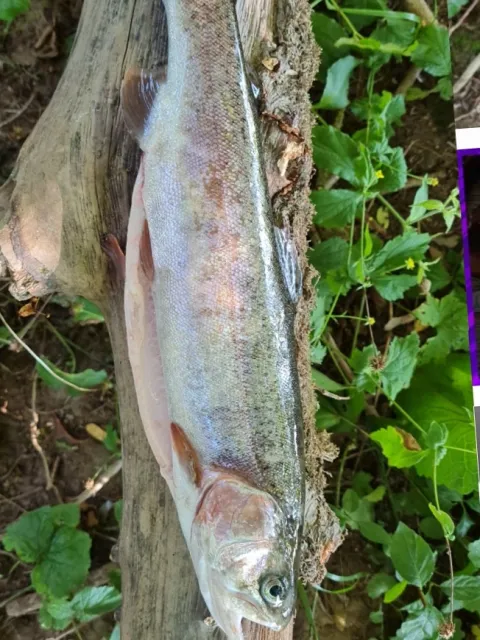 Regenbogenforelle