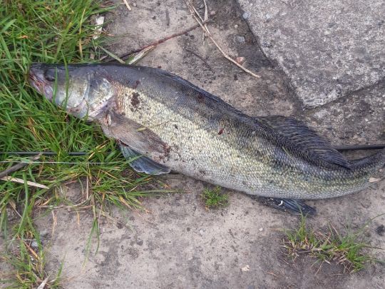 Zander