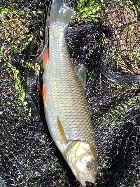 Döbel
