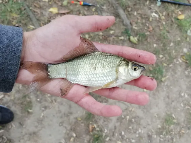 Karausche