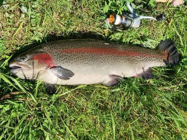 Regenbogenforelle