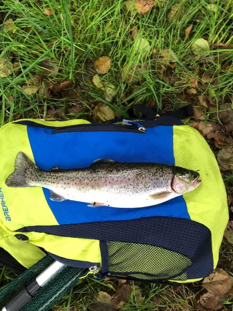 Regenbogenforelle