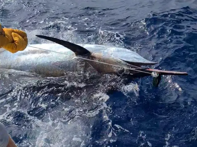 Marlin