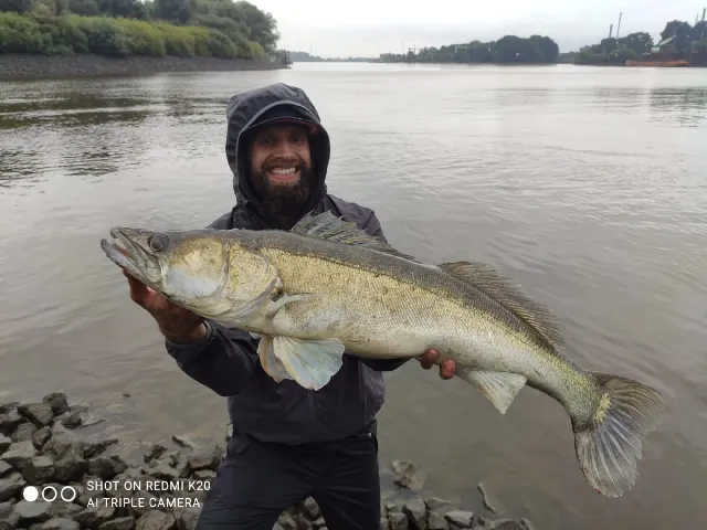 Zander