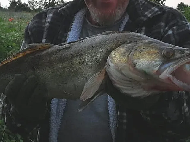 Zander