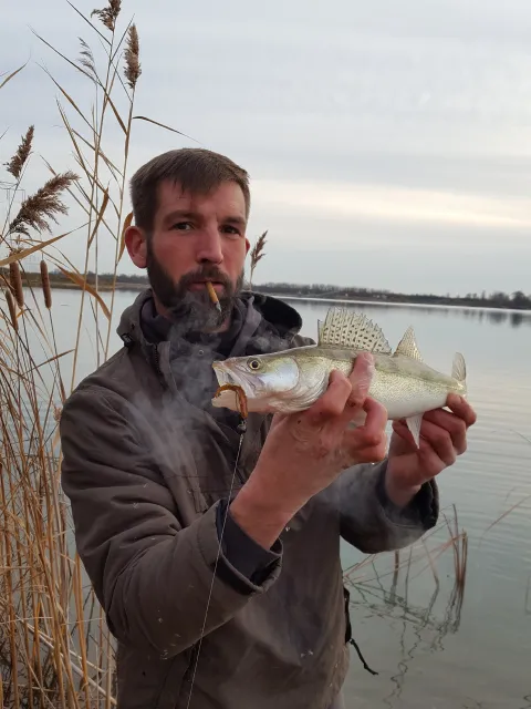 Zander