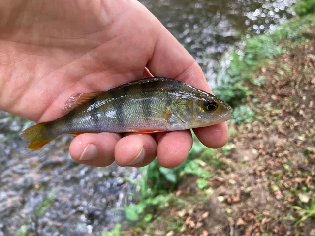 Flussbarsch