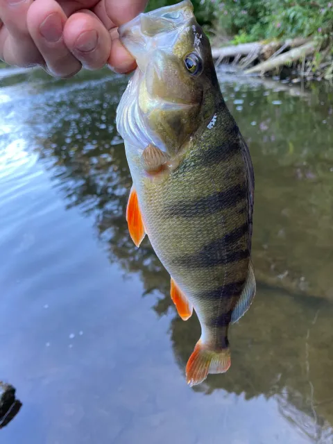 Flussbarsch