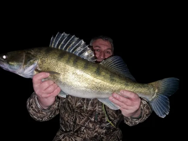 Zander
