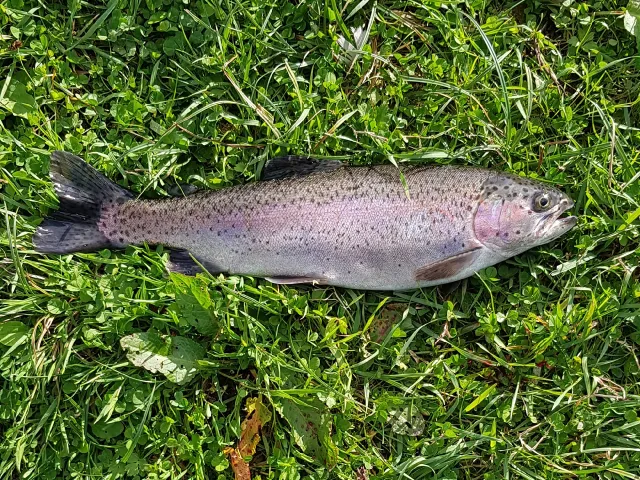 Regenbogenforelle
