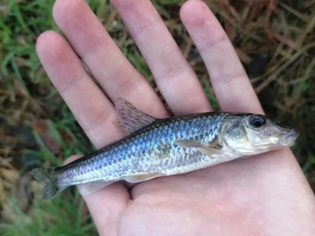 Gründling