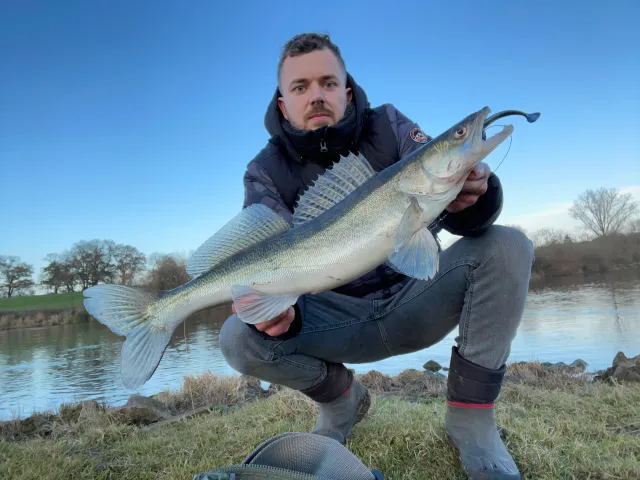 Zander