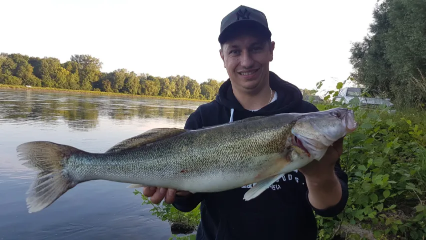 Zander