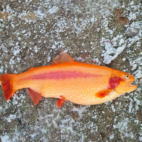 Goldforelle