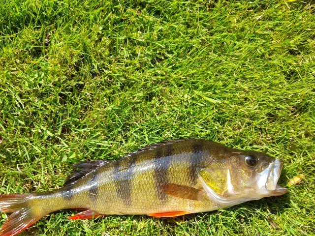 Flussbarsch