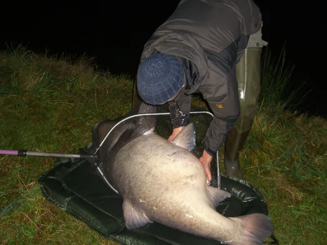 Marmorkarpfen