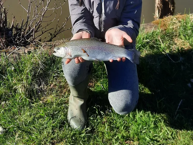 Regenbogenforelle