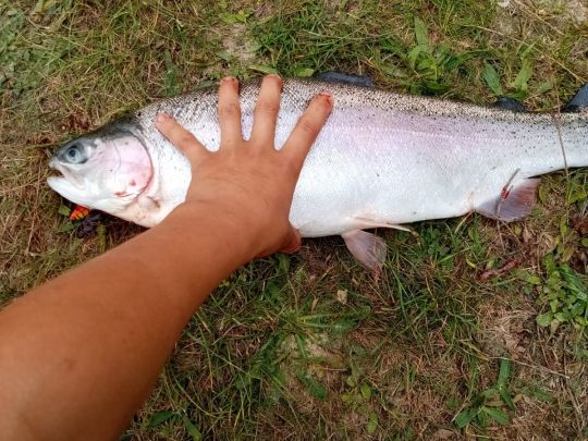 Regenbogenforelle