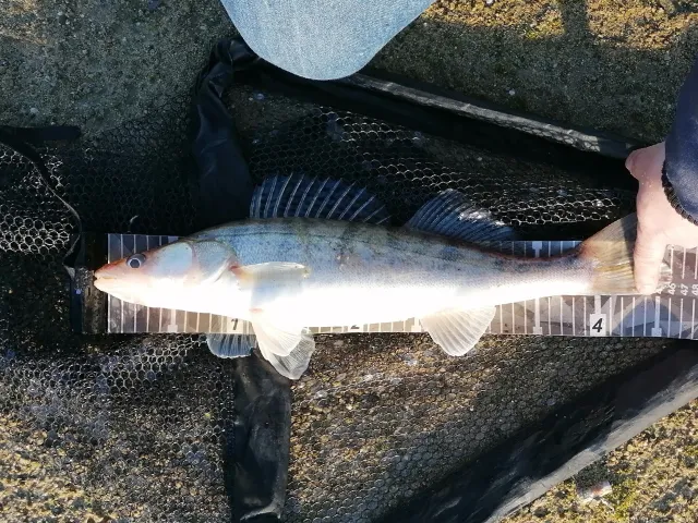 Zander