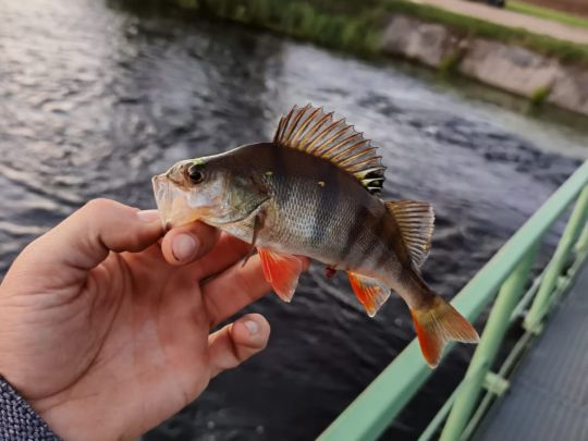 Flussbarsch