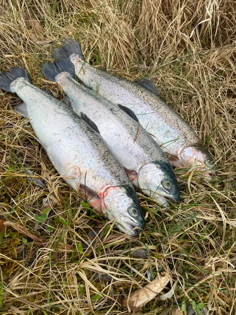 Regenbogenforelle