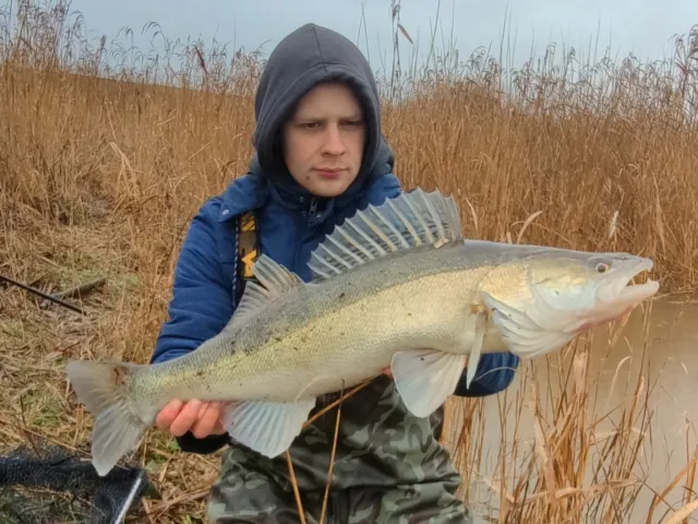 Zander
